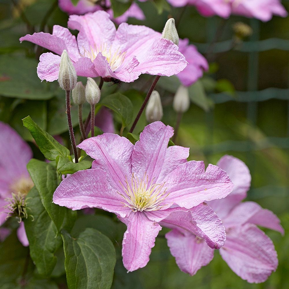 Clematis Comtesse de Bouchaud